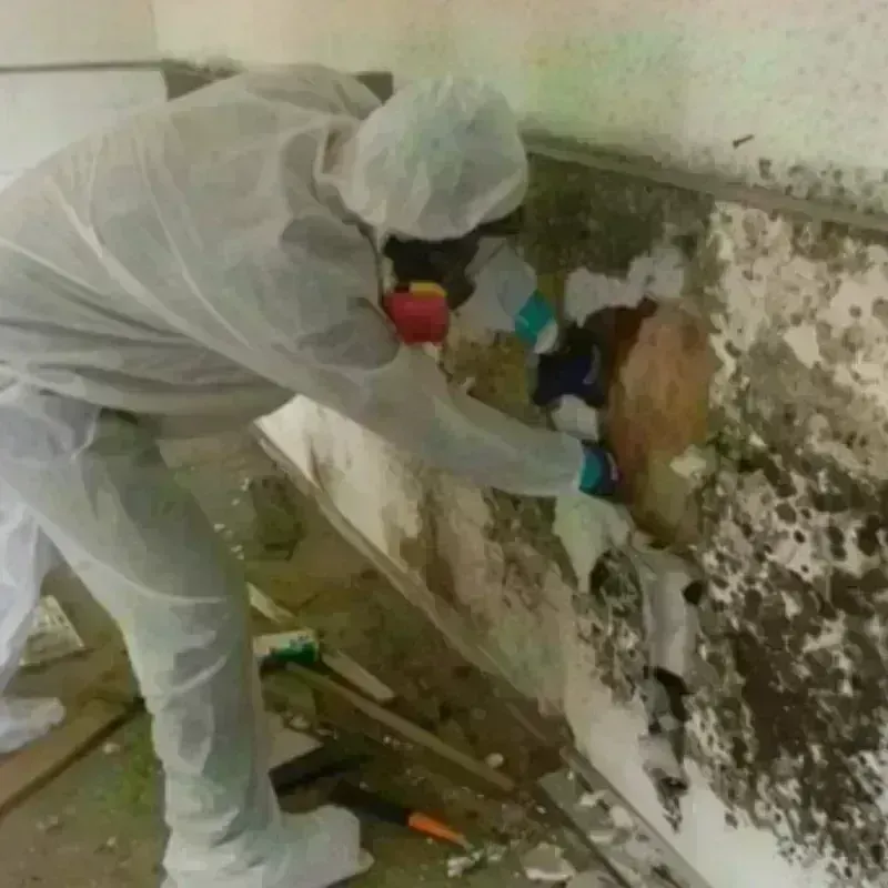 Mold Remediation and Removal in Omak, WA